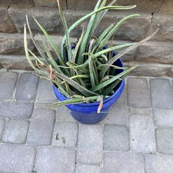 Aloe Vera Plants