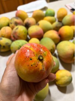 Fresh backyard Peach and Haden mangoes for sale