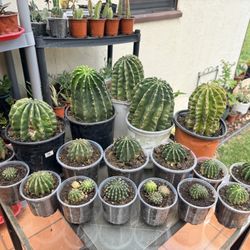 Newly Potted Cactus Echinopsis Genus Various Sizes (Northridge) 