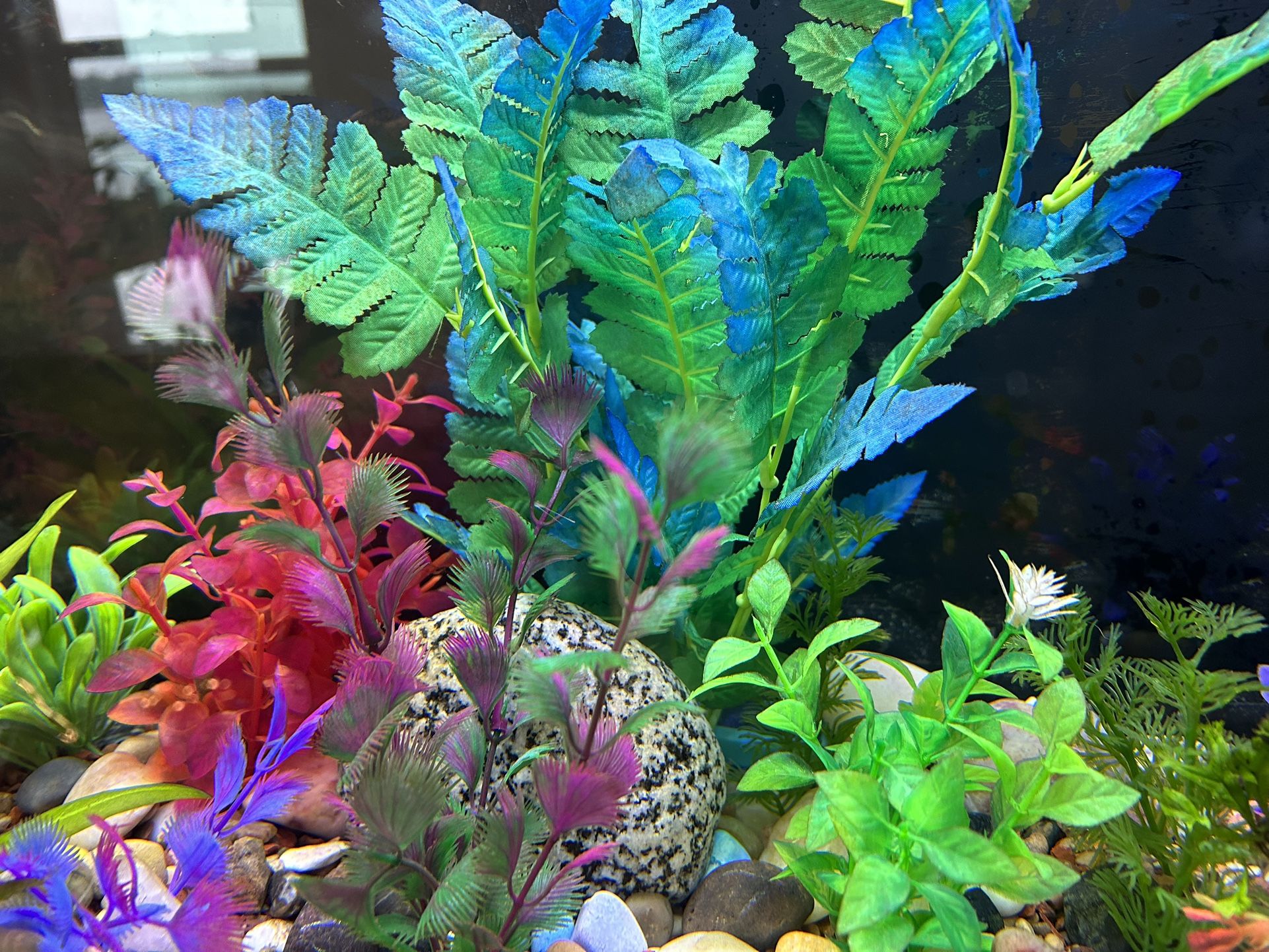 29g Aquarium And All Supplies 