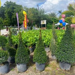 Eugenia Topiary Cone Shape $55.00 🏡