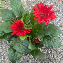 Gerbera daisy
