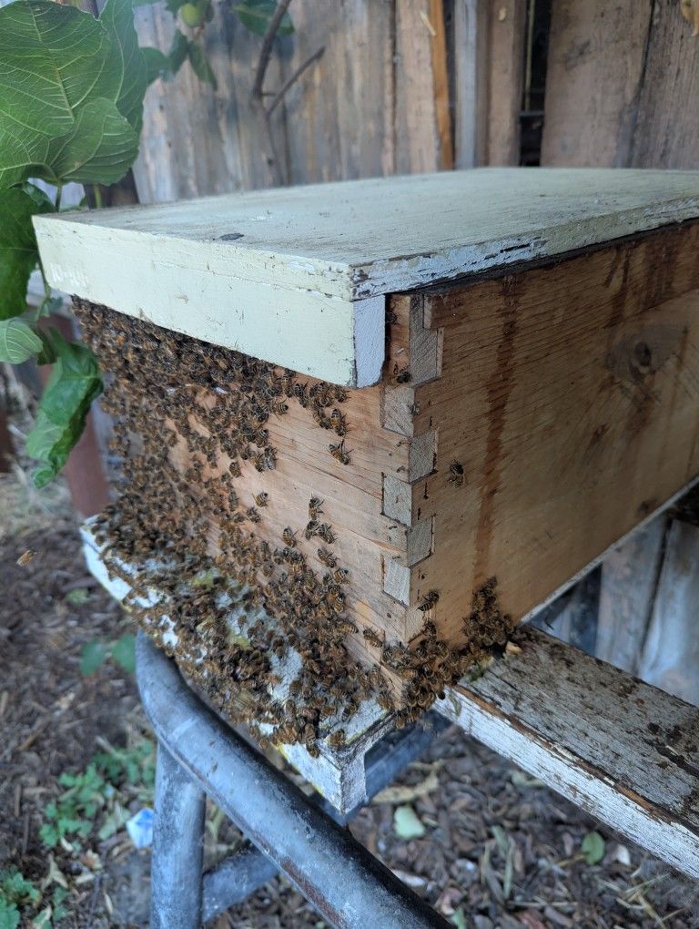 Bee Hive