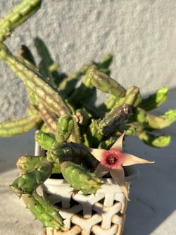 Several Stapelia species! $4 each!! 🌱Large clusters🌱 ready to prop🌱
