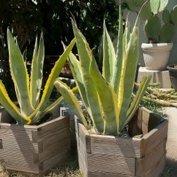 Extra Large Succulent & Cactus Planter in Hand Made Hexagon Bee Planter With Plants– Outdoor/Indoor Garden Decor 