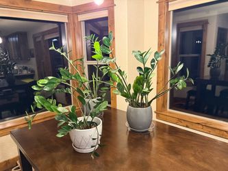 ZZ Potted Plants