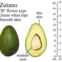 Zutano Avocado Tree 
