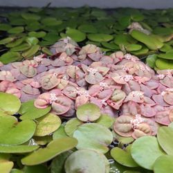 Aquarium Floating Plants