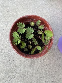 Tickle Me Plant Sensitive Plant