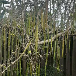 FREE MORINGA GREEN AND DRY PODS 