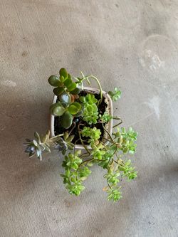 4 succulents arrangement
