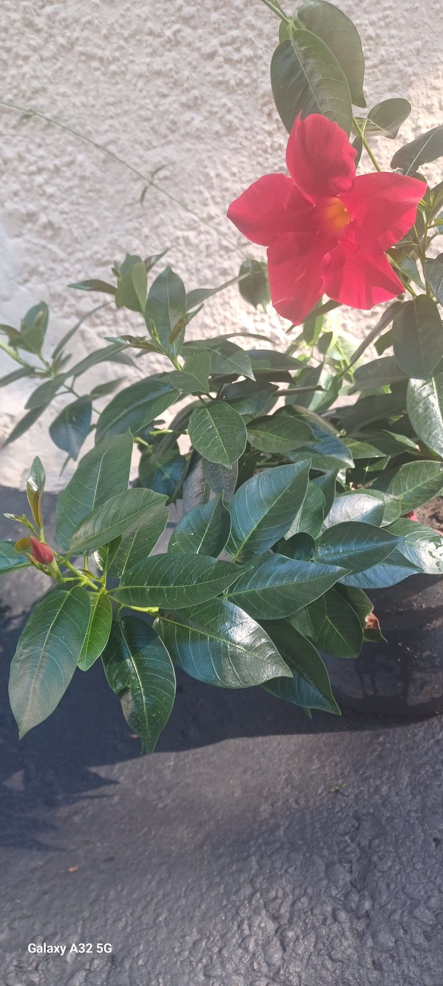 Plants 🪴🪴