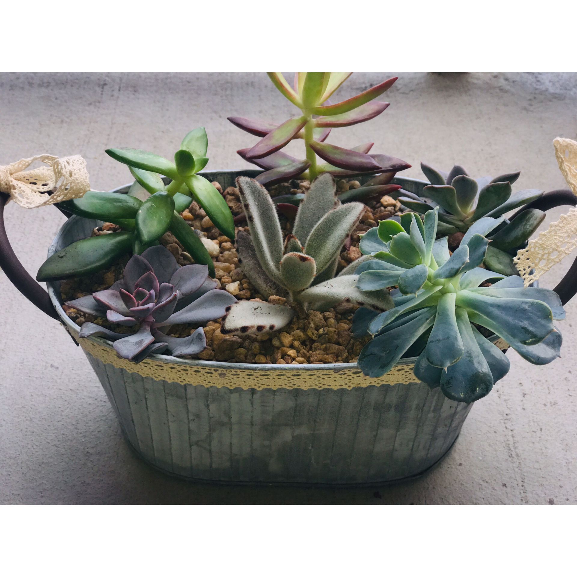 Succulent arrangement