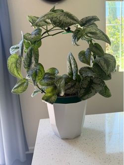 Philodendron live plant