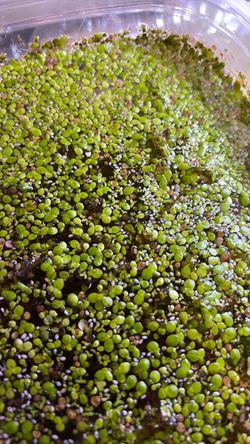 Live Duckweed Floating Aquarium Plant