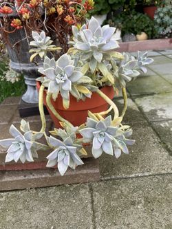 Succulent Plants