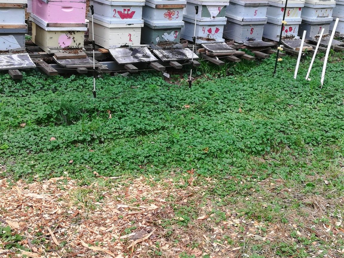 Bee hives for sale