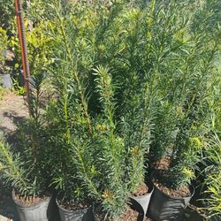 Podocarpus Hedges 3gl 3ft🌱$8.00