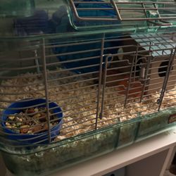 Hamster and Cage For Sale 