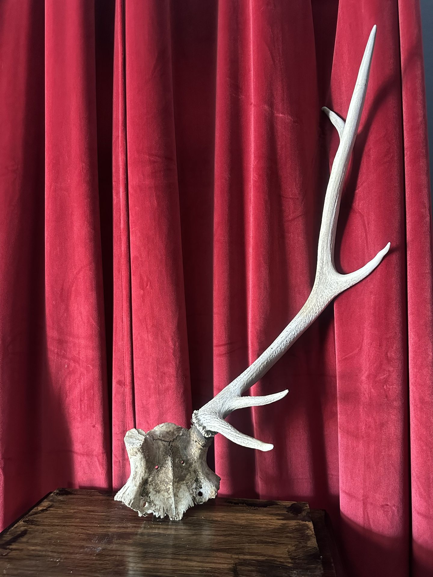 Authentic Elk Antler