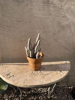 Pinecone cactus