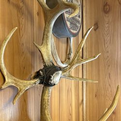 Deer Sheds Antlers Found On Ground Every Spring Turned Into Hand Made Crosses By Me