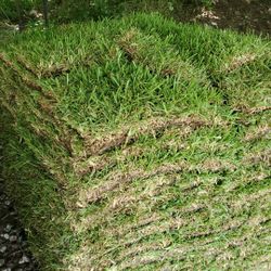 Grass Sod For Sale
