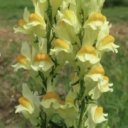 Yellow Toadflax, Feverfew, Calendula Plants