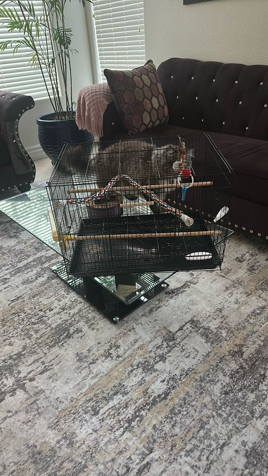Bird Cage
