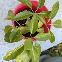 Dwarf Umbrella Plant Schefflera arboricola