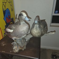 Taxidermy Duck Display 