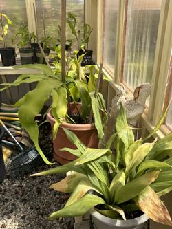 Epiphyllum Plants