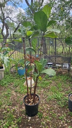  
 Two Fiddle-leaf Trees 🌳