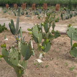 Nopales Magueyes,y Pitayos 