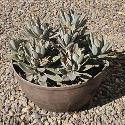 (2)  14" x 14" LARGE POTTED PANDA PLANTS Succulents  ** Kalanchoe Tomentosa **