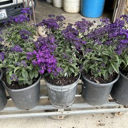 Silver Purple 15$ Each 