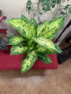 Live Compacta Dieffenbachia with New Ceramic Pot (Please read the full description)