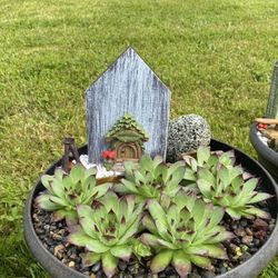Succulents fairy garden