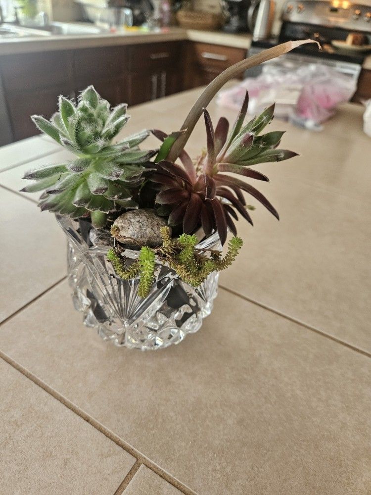 Garden Decoration Whis Plants Succulent In Glass Vase