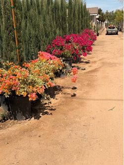 Bougainville 15 gal