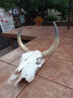 Bull Skull