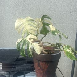 Variagated  Monstera 