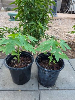 Hawaiian papaya seedlings