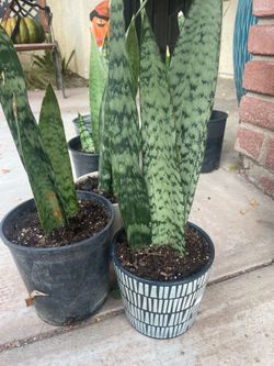 Snake plants buy one get one 50% Off !!!