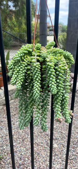 PLANT - DONKEY TAIL 🌿