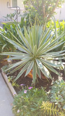 Agave Cactus with yellow cactus pot $25