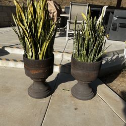 Snake Plants