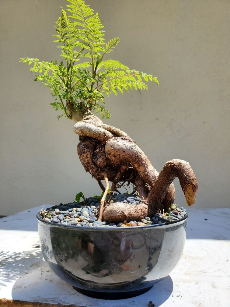 Blue Jacaranda Bonsai Tree