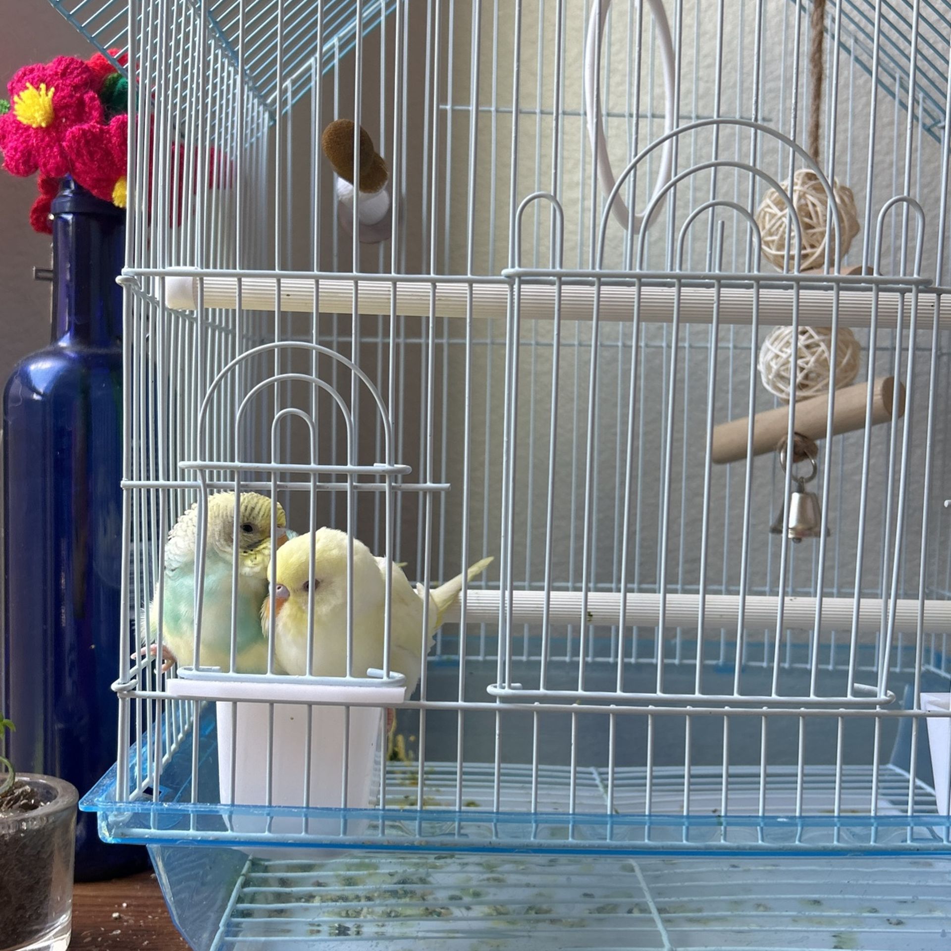 Bird Cage