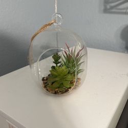 Glass Succulent Plant